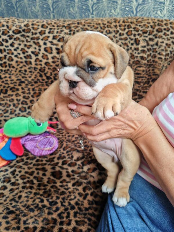 Gorgeous KC Reg Tra English Bulldog Puppies x 3 Girls. 8 weeks old on 19th May. 1 girl left (Amber) to find forever home for sale in Aldridge, West Midlands - Image 6