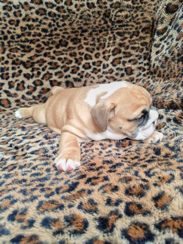 Gorgeous KC Reg Tra English Bulldog Puppies x 3 Girls. 8 weeks old on 19th May. 1 girl left (Amber) to find forever home for sale in Aldridge, West Midlands - Image 8