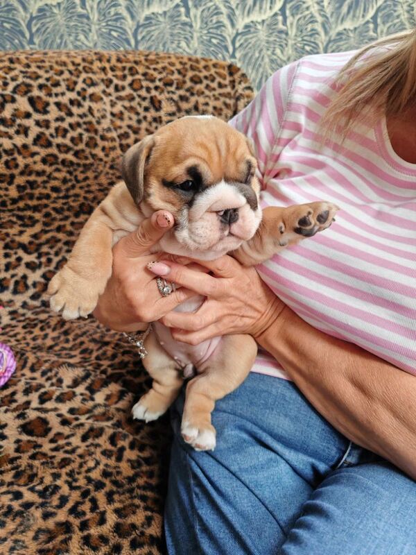 Gorgeous KC Reg Tra English Bulldog Puppies x 3 Girls. 8 weeks old on 19th May. 1 girl left (Amber) to find forever home for sale in Aldridge, West Midlands - Image 9