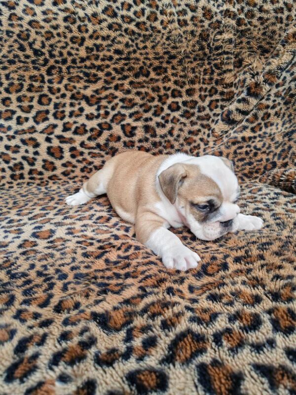 Gorgeous KC Reg Tra English Bulldog Puppies x 3 Girls. 8 weeks old on 19th May. 1 girl left (Amber) to find forever home for sale in Aldridge, West Midlands - Image 10