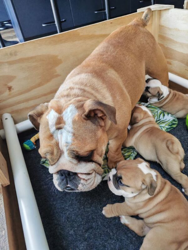 Gorgeous KC Reg Tra English Bulldog Puppies x 3 Girls. 8 weeks old on 19th May. 1 girl left (Amber) to find forever home for sale in Aldridge, West Midlands - Image 12