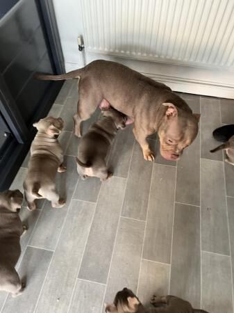 Gorgeous micro bully's for sale in Luton, Devon