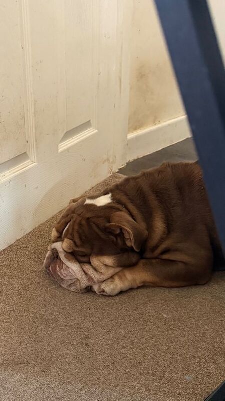 Bulldog Puppies For Sale