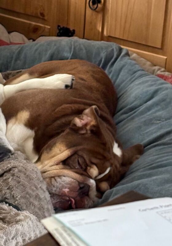 Great Pet - Image 2 of 3