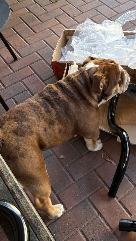 Great Pet - Image 3 of 3