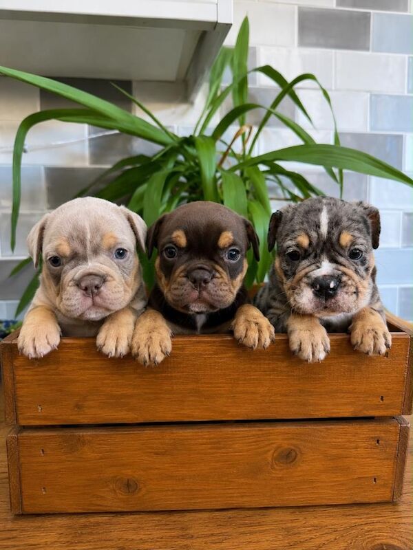 Happy healthy English bulldogs