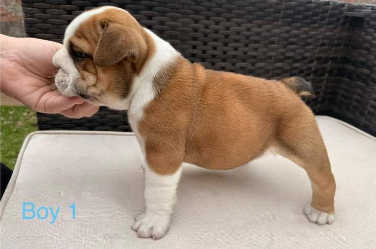 Health Bred KC Reg Bulldogs BOAS 0 Parents