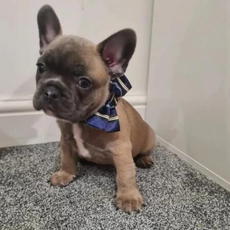 Health & dna tested Copperbull lines kc French bulldogs for sale in Runcorn, Cheshire