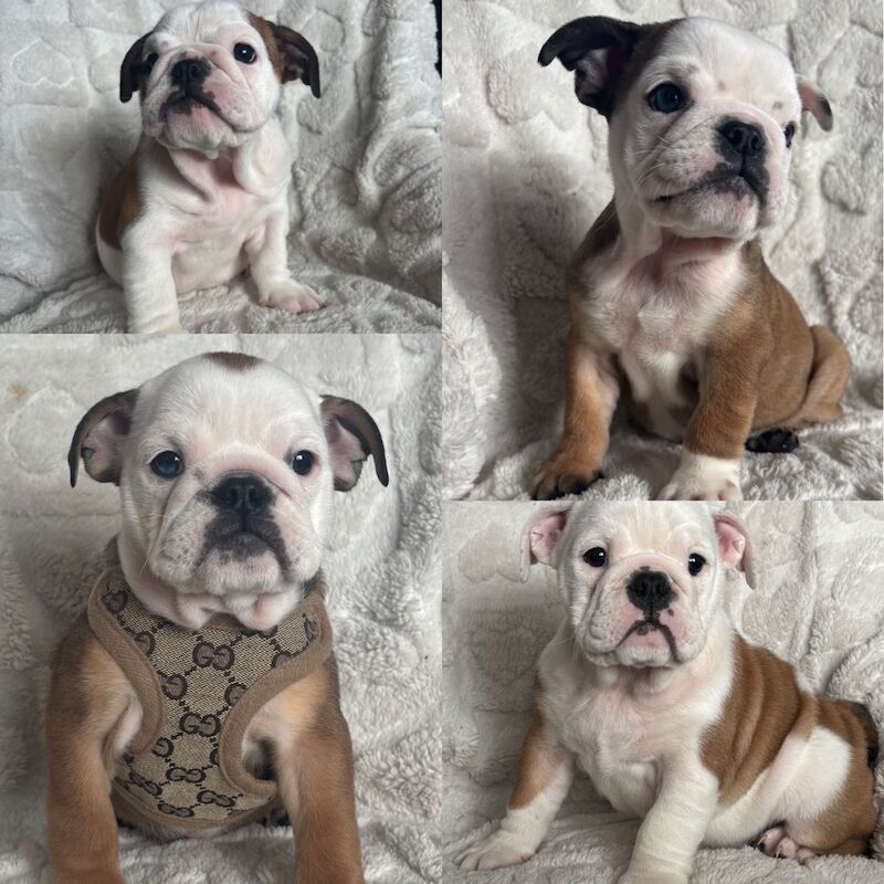 English Bulldog puppies for sale in Leicestershire – KC registered, 10 weeks old
