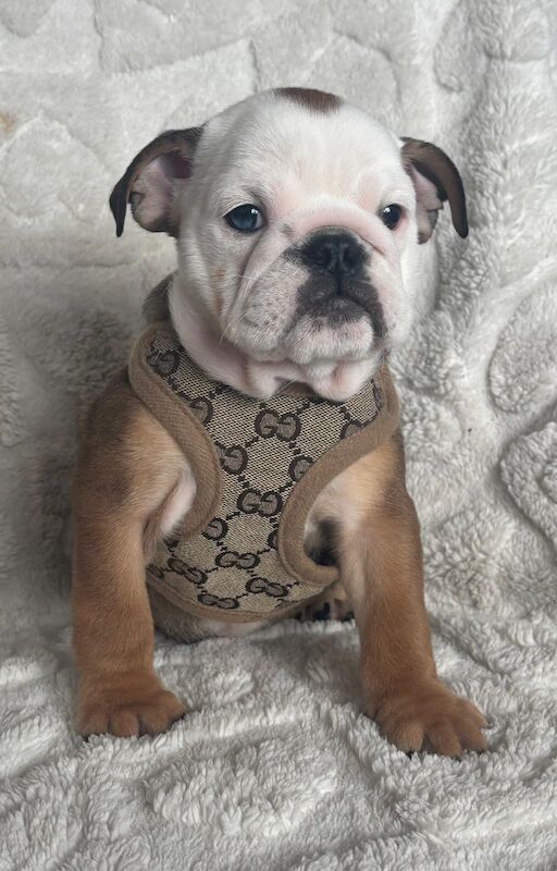 English Bulldog puppies for sale in Leicestershire – KC registered, 10 weeks old - Image 2 of 13