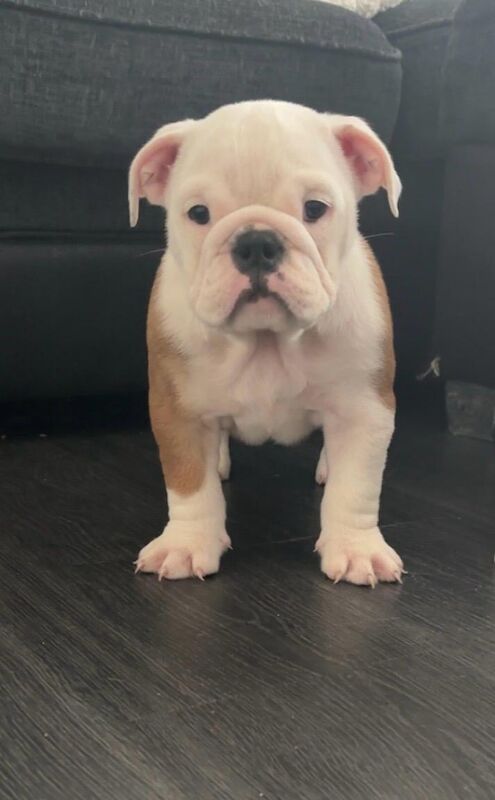 English Bulldog puppies for sale in Leicestershire – KC registered, 10 weeks old - Image 3 of 13