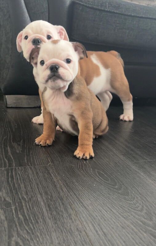 English Bulldog puppies for sale in Leicestershire – KC registered, 10 weeks old - Image 4 of 13