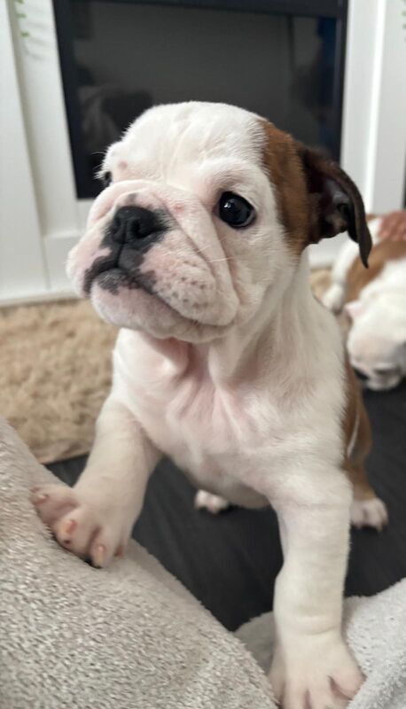 English Bulldog puppies for sale in Leicestershire – KC registered, 10 weeks old - Image 5 of 13