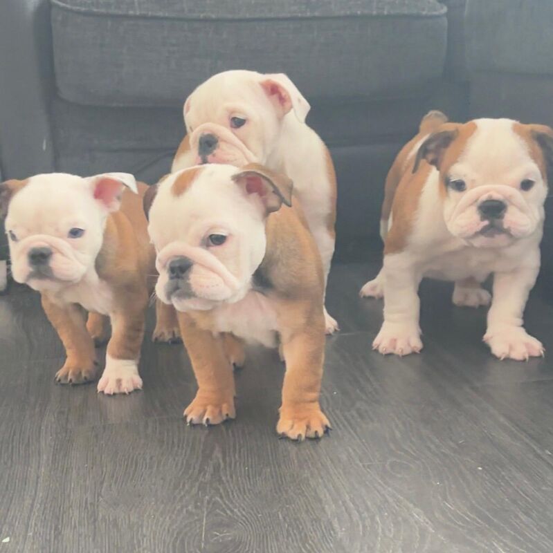 English Bulldog puppies for sale in Leicestershire – KC registered, 10 weeks old - Image 6 of 13