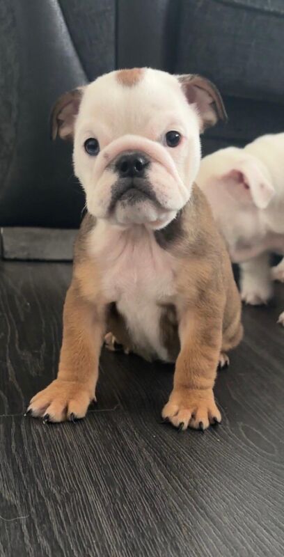 English Bulldog puppies for sale in Leicestershire – KC registered, 10 weeks old - Image 7 of 13
