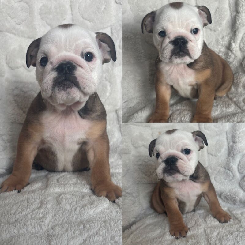 English Bulldog puppies for sale in Leicestershire – KC registered, 10 weeks old - Image 8 of 13