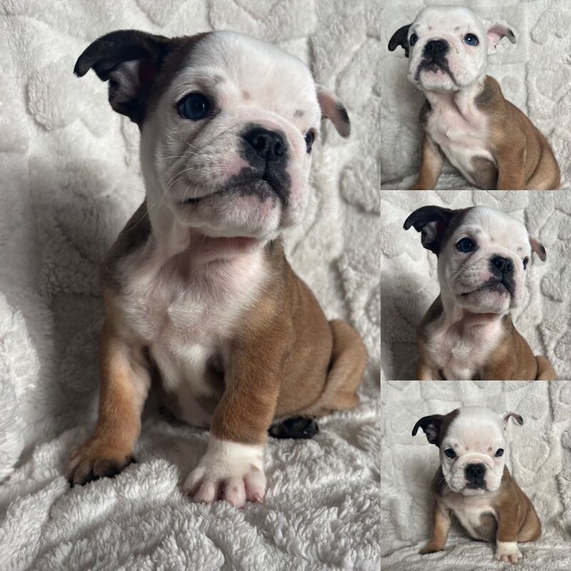 English Bulldog puppies for sale in Leicestershire – KC registered, 10 weeks old - Image 9 of 13