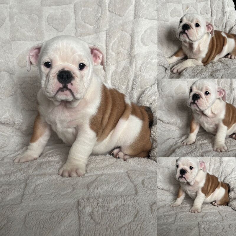 English Bulldog puppies for sale in Leicestershire – KC registered, 10 weeks old - Image 10 of 13