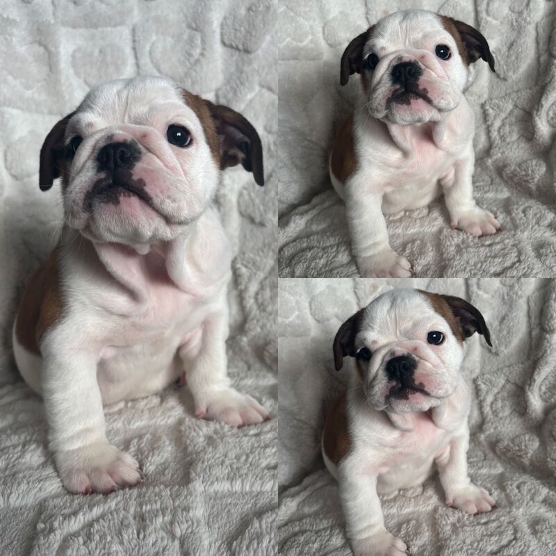 English Bulldog puppies for sale in Leicestershire – KC registered, 10 weeks old - Image 11 of 13