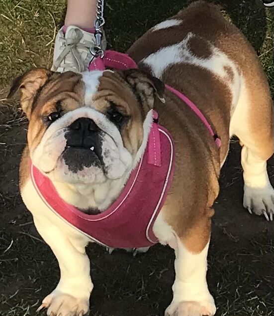 English Bulldog puppies for sale in Leicestershire – KC registered, 10 weeks old - Image 12 of 13