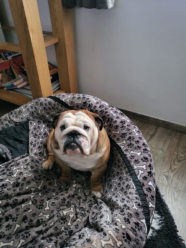 English Bulldog puppies for sale in Leicestershire – KC registered, 10 weeks old - Image 13 of 13