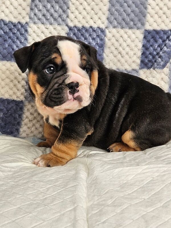 English Bulldog puppies for sale in Lanark, Lanarkshire – KC registered, 5 weeks old