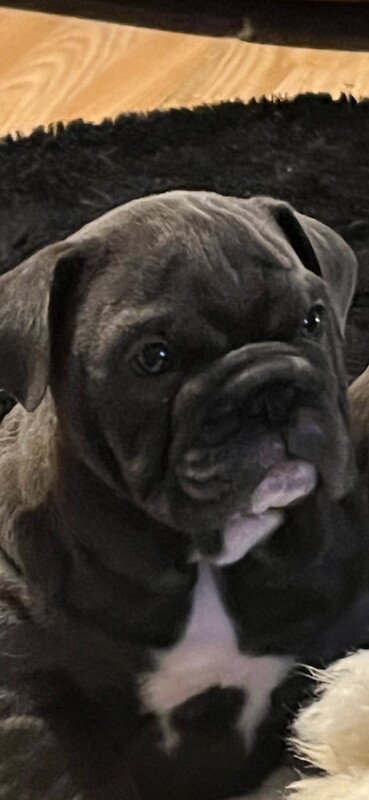 English Bulldog puppies for sale in Highland Boath, Nairn – KC registered, 11 weeks old
