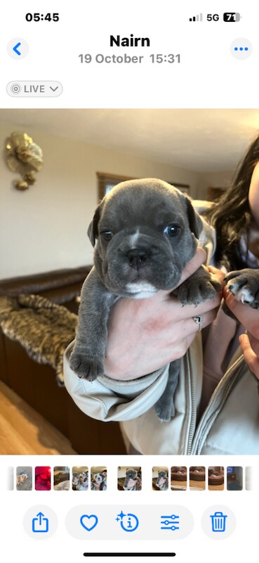 English Bulldog puppies for sale in Highland Boath, Nairn โ KC registered, 11 weeks old - Image 2 of 5