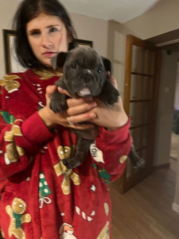 English Bulldog puppies for sale in Highland Boath, Nairn โ KC registered, 11 weeks old - Image 3 of 5