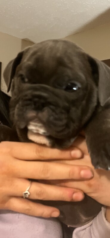 English Bulldog puppies for sale in Highland Boath, Nairn โ KC registered, 11 weeks old - Image 4 of 5