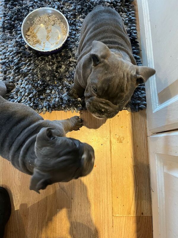 English Bulldog puppies for sale in Highland Boath, Nairn โ KC registered, 11 weeks old - Image 5 of 5