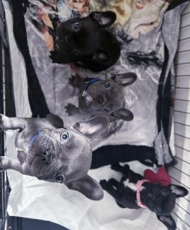 Kc frenchbulldog pups £1600 for sale in Castleton, Perth and Kinross