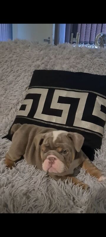 English Bulldog puppies for sale in Bolton, Greater Manchester – KC registered, 7 weeks old