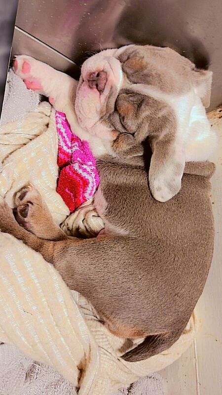 English Bulldog puppies for sale in Wandsworth, Greater London – KC registered, 7 weeks old - Image 2 of 3