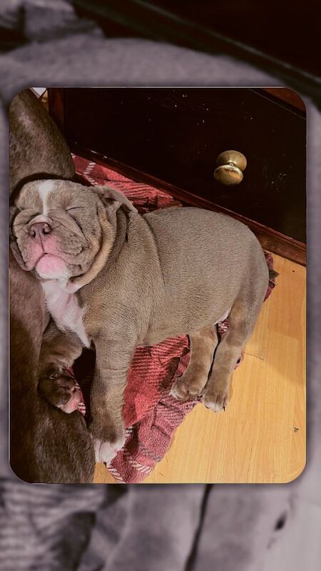 English Bulldog puppies for sale in Wandsworth, Greater London – KC registered, 7 weeks old - Image 3 of 3