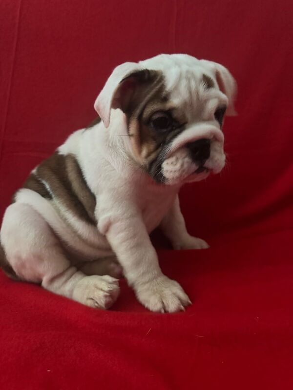 English Bulldog puppies for sale in Fareham, Hampshire – KC registered, 11 weeks old