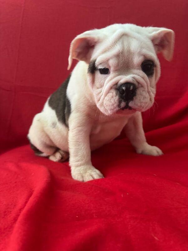 English Bulldog puppies for sale in Fareham, Hampshire – KC registered, 11 weeks old - Image 2 of 3