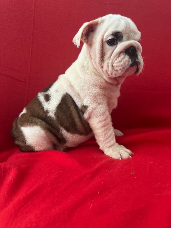English Bulldog puppies for sale in Fareham, Hampshire – KC registered, 11 weeks old - Image 3 of 3