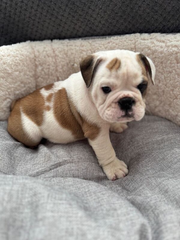 KC reg Red/White English Bulldog Puppies