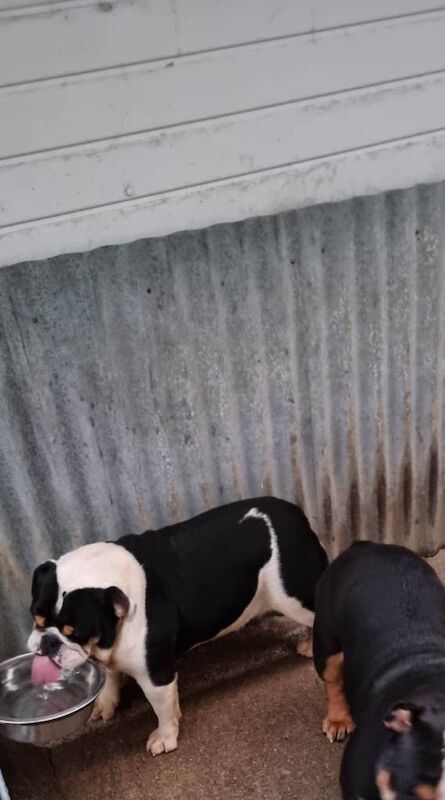 Kennel Club Registered English Bulldog Puppies For Sale