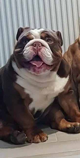 KC reg tri Bulldog pup - Image 2 of 2