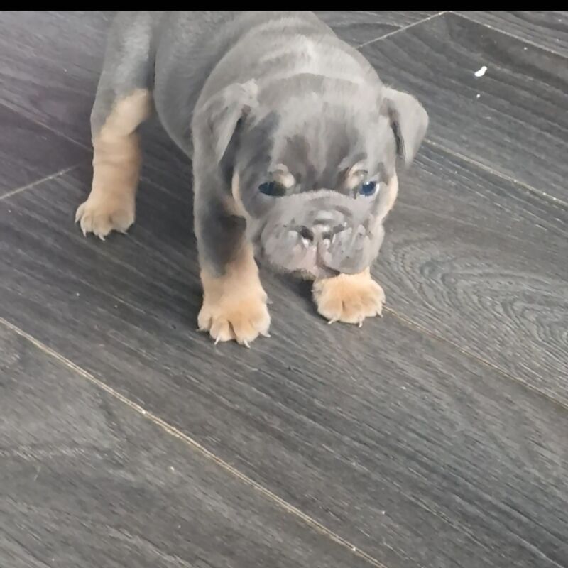 Bulldog Puppies For Sale