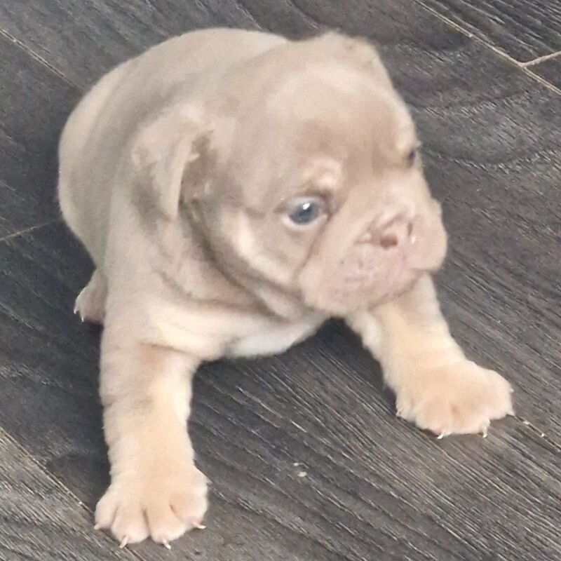 Ready to leave kc registered beautiful blue tri english bulldog puppies