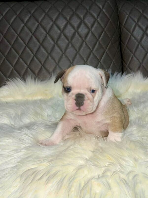 Kennel Club Registered English Bulldog Puppies For Sale