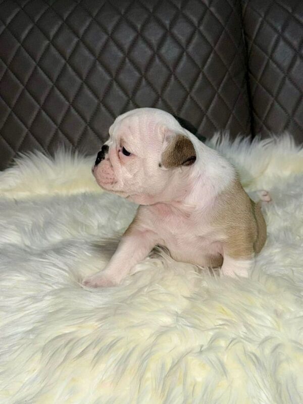 KC Registered Beautiful English Bulldog - Image 2 of 3