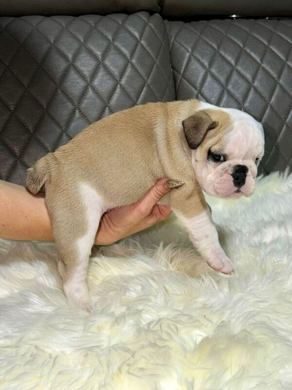 KC Registered Beautiful English Bulldog - Image 3 of 3