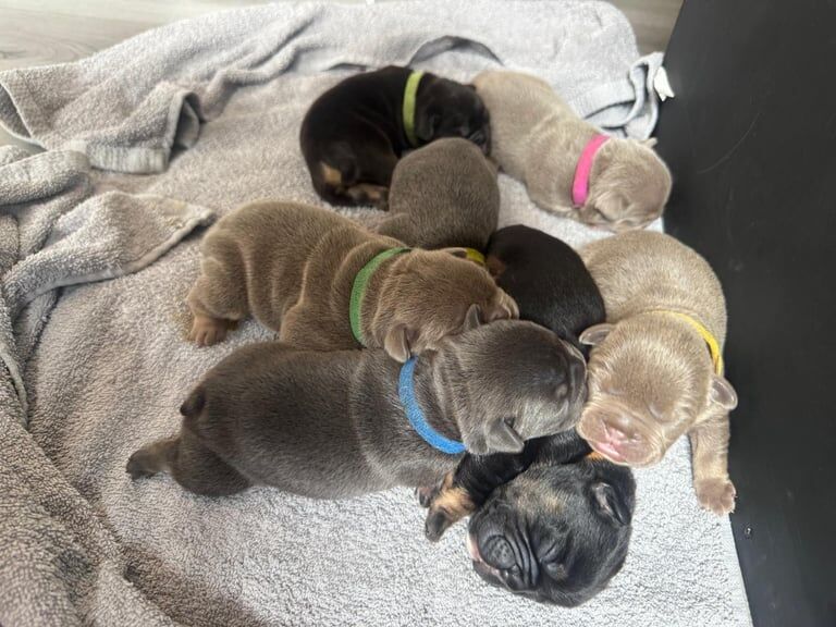 English Bulldog puppies for sale in Chichester, West Sussex – KC registered, 5 weeks old