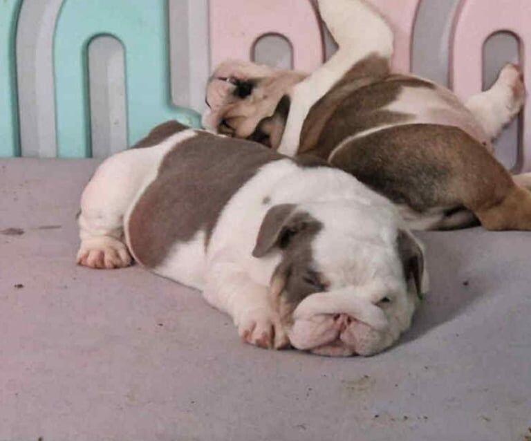 English Bulldog puppies for sale in Norwich, Norfolk – 12 weeks old - Image 2 of 3