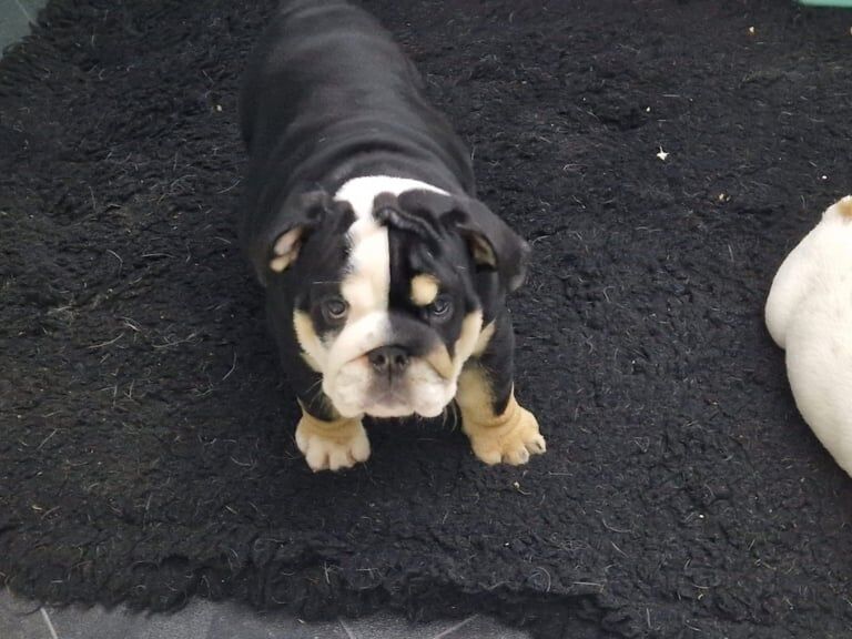 English Bulldog puppies for sale in Norwich, Norfolk – 12 weeks old - Image 3 of 3