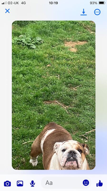 English Bulldog puppies for sale in Norwich, Norfolk – 3 years old